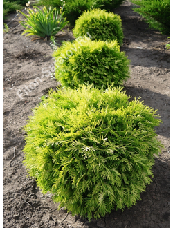 Туя западная Globosa Gold