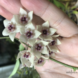 Hoya Gildingii