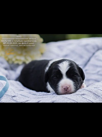 мальчик ГОЛУБОЙ ошейничек Д-2025, mas