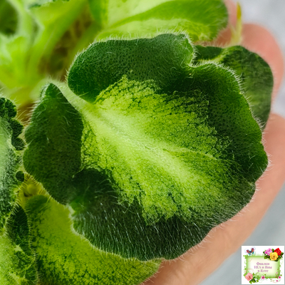 ОлА-Браслет Нефертири (О. Агафонова) листовая химера