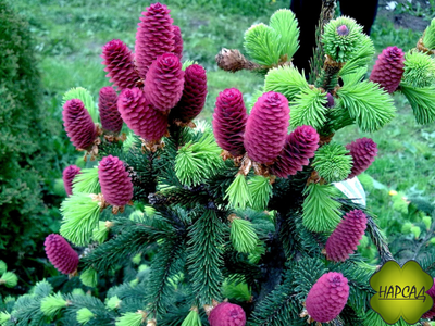 Ель Акрокона (Европейская) (красива и выделяет полезные фитонциды) (3 м)