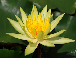 Нимфея Мексикана