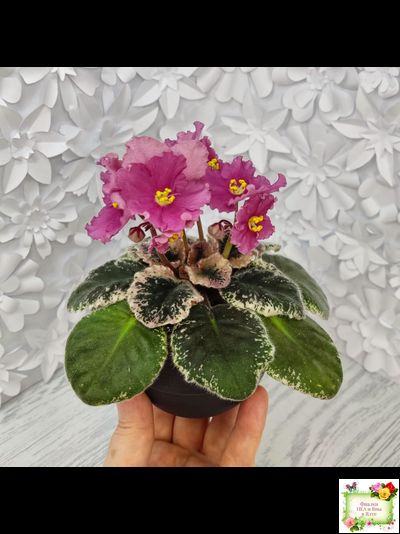 Aftershock (P. Sorano)