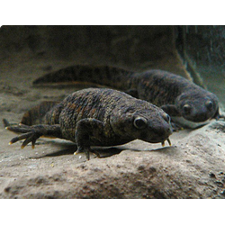 Иглистый тритон или ребристый тритон, или испанский тритон (Pleurodeles waltli)