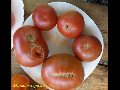 Томат Микадо черный