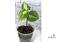 Piper methysticum var wichmannii cv Bright Eyes / перец ‘яркие глаза’