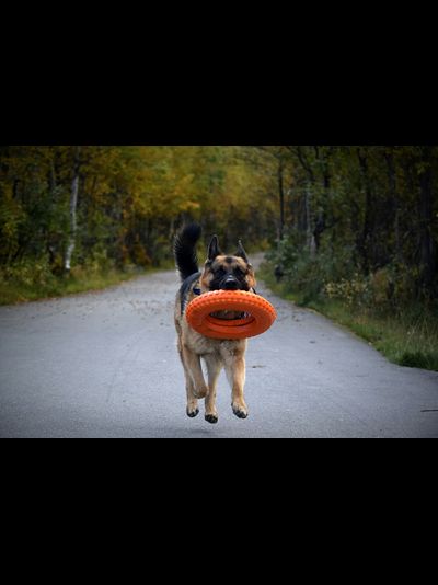 Doglike Кольцо  МЕГА (Оранжевый)