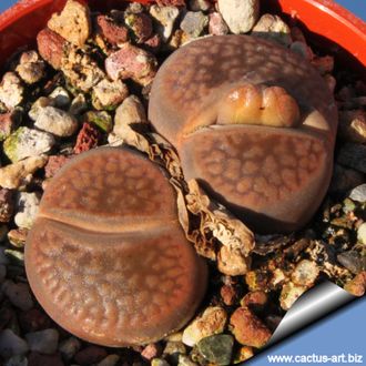Lithops hookeri C142B (MG-1616.18) - 10 семян