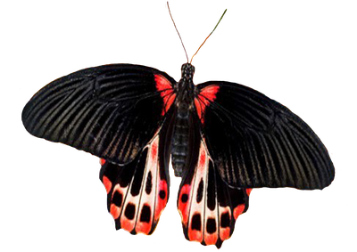 Салют из 3 бабочек