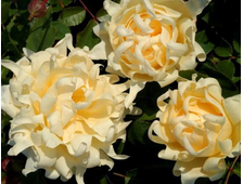 Сплендид Раффлс (Splendid Ruffles) роза
