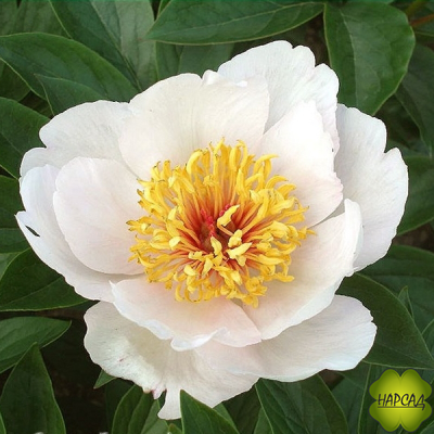 ПИОН "РЕКВИЕМ" (зимовавший саженец)