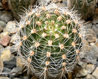 Echinopsis ‘Doris’ x ‘Ayacucho’ ex Wessner (D=30-40mm)