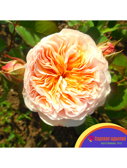 Джульетта (Juliet)