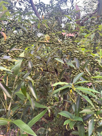 Литсея кубеба (Litsea cubeba) плоды, Индонезия (5 мл) - 100% натуральное эфирное масло
