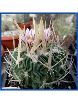 Echinofossulocactus pentacanthus PP 408