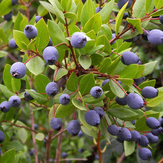Мирт (Myrtus communis) красный, листья (5 мл) - 100% натуральное эфирное масло