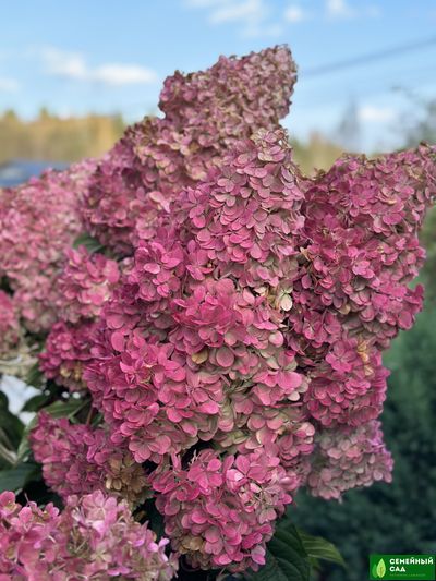 Гортензия метельчатая "Vanille Fraise" (Ванилла Фрейз)