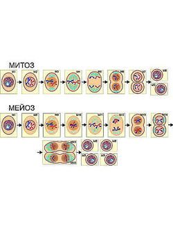 Модель-аппликация "Деление клетки. Митоз и мейоз" (ламинированная)