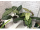 Ficus Altissima ‘New Clon’ / фикус алтиссима нью клон