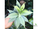 Алламанда карликовая (Allamanda sp.‘Silver leaf’ (yellow flower)