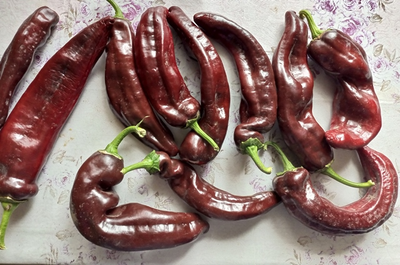 Перец сладкий Палермо шоколадный (Palermo Сhocolony, Италия)