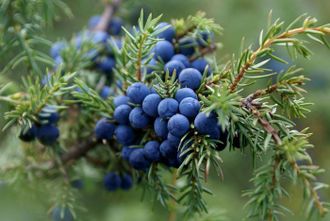 Можжевельник обыкновенный (Juniperus communis)(хвоя+ягоды), Непал (5 мл)  - 100% натуральное эфирное масло