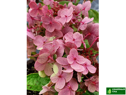 Гортензия метельчатая "Polestar" (Полистар)