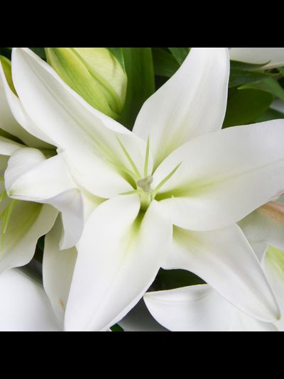 5 белых лилий