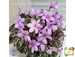 Adeara (P. Tracey) (3975) 06/02/1980 трейлер