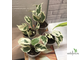 Ficus Benjamina De Gantel / фикус Бенджамина Де гантель