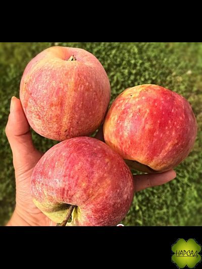 Яблоня "КОНФЕТНОЕ" сахарный вкус (саженец 1 год, на карликовом подвое)