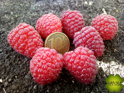 МАЛИНА ШАПКА МОНОМАХА (ремонтантная, как деревце)