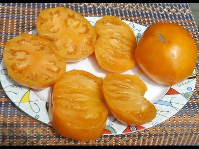 Томат Доктор Виче желтый (Dr. Wyche's Yellow)