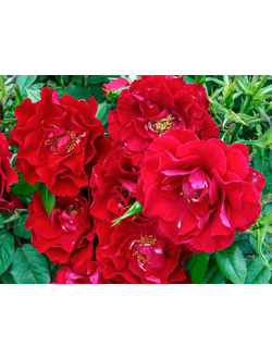 Руби Руби (Ruby Ruby)
