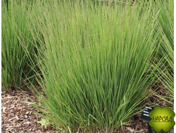 МОЛИНИЯ ЭДИД ДУДЗУС. ДЕКОРАТИВНЫЙ ЗЛАК