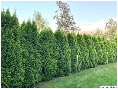 Туя Смарагд - Smaragd 2,5 метра