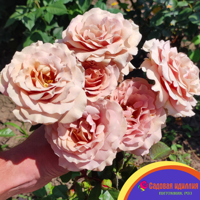 Мокароза (Mokarosa)