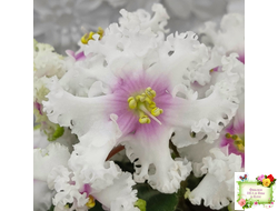 Р-Ярило Люкс (В. Зуб) 2022 г.