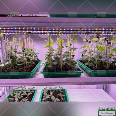 rassada-golubiki-i-mobilnyye-teplitsy-kupit-nedorogo