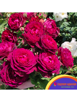 Лия Меже (Lia Mege)