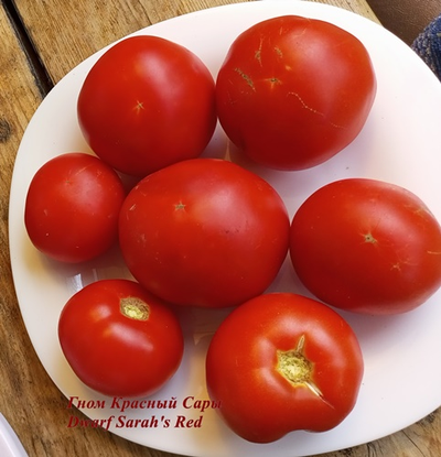 Томат Гном Красный Сары (Dwarf Sarah's red tomato)