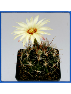Hamatocactus setispinus v. hamatus SB 858