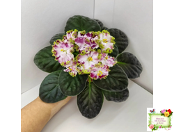 КО-Петушок Золотой Гребешок (О. Кособокова) 2016