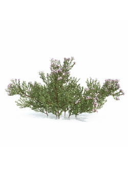 кусты Абелия блестящая 01 03