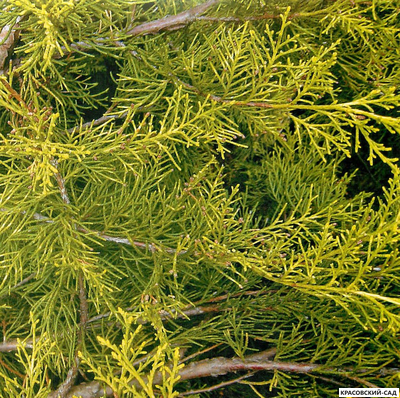 Можжевельник китайский Куривао Голд в питомнике красовский-сад.рф с доставкой по Москве и МО