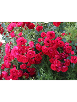 Роза Скарлет Мейяндекор (Scarlet Meillandecor)