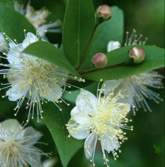 Мирт крупнолистный / Myrtus macrophylla
