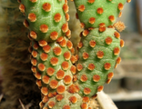 Opuntia (1)