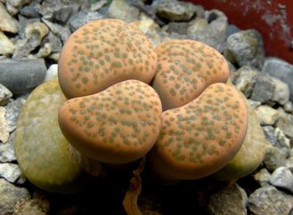 Lithops fulviceps (syn.lydiae) - 10 семян