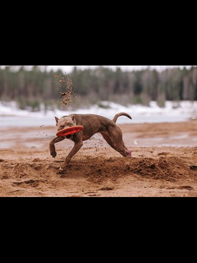 Тарелка летающая средняя Doglike (оранжевый)